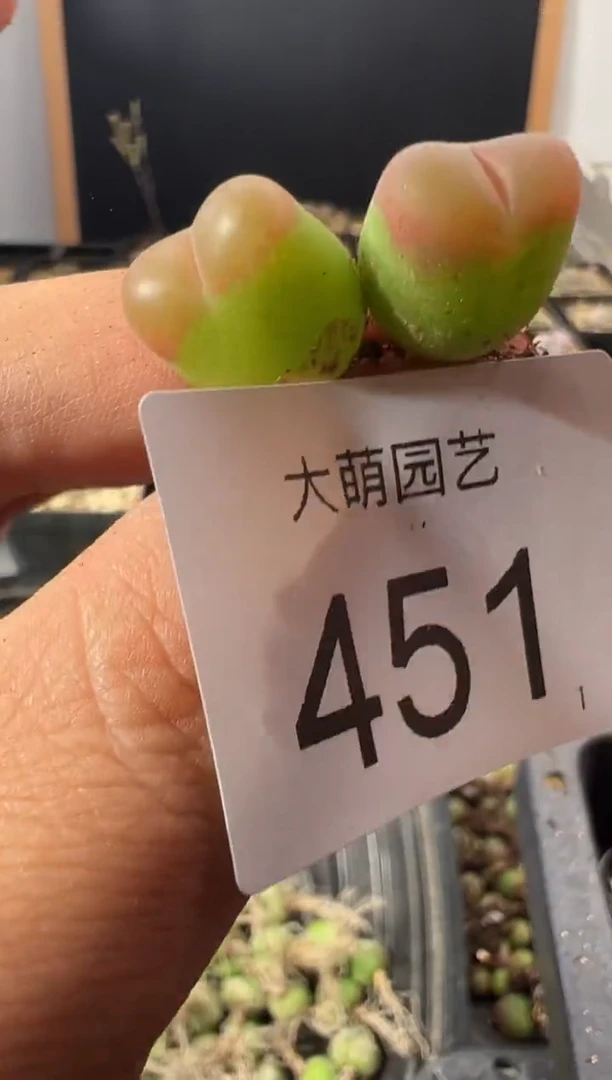 一物一拍           --451