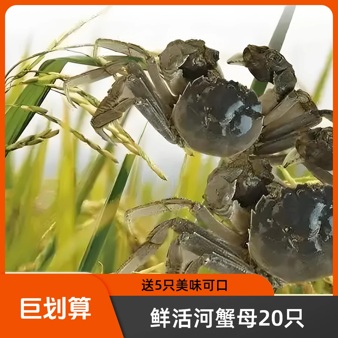 【活蟹】盘锦河蟹稻田母蟹（1两-0.8两/只）20只➕送5只