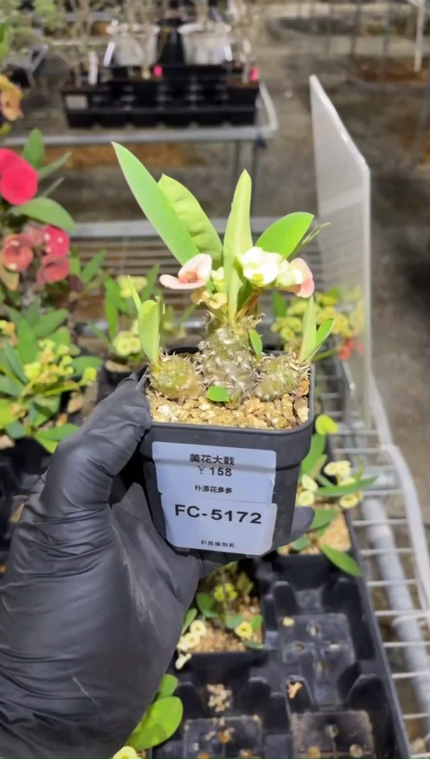 美花大戟FC-5172