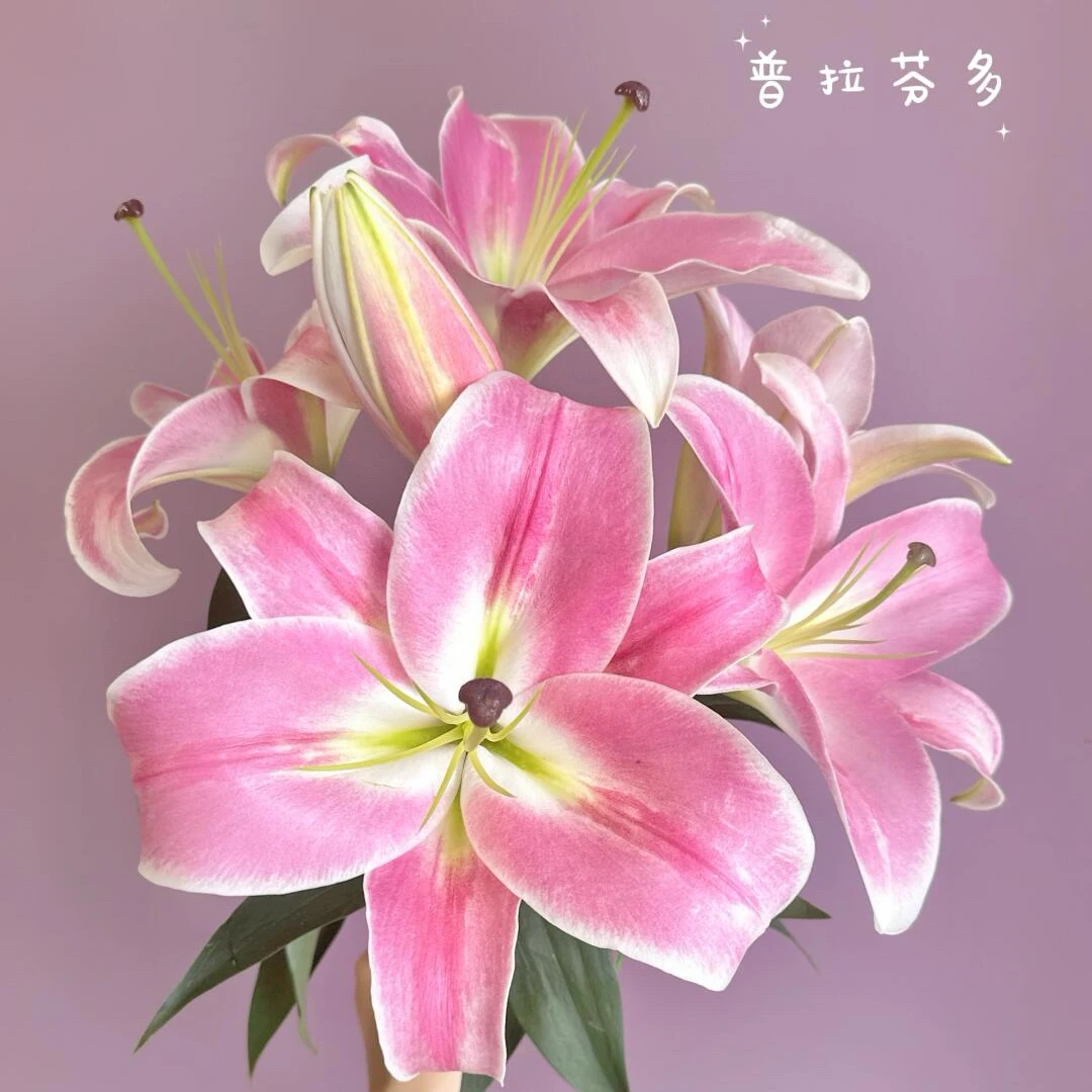 【普拉芬多 】 粉色香水百合 云南昆明基地直发