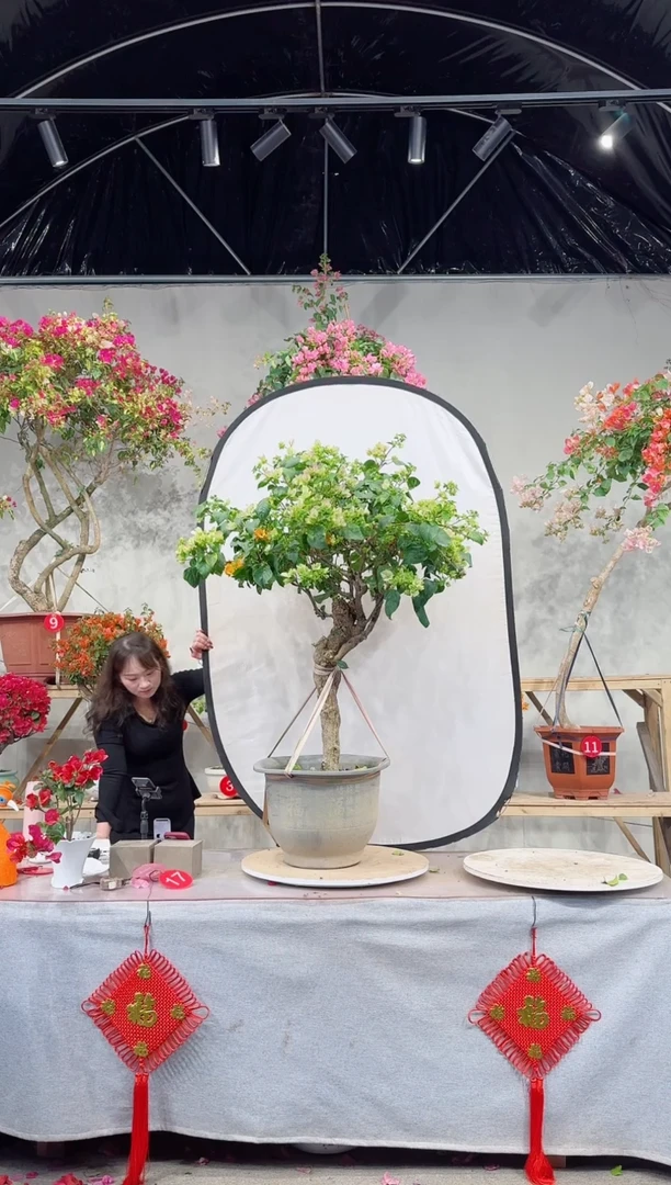 【闪购商品】盆景绿叶樱花