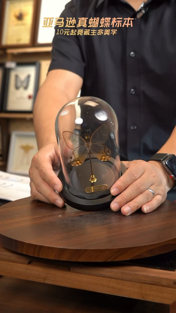 黄晶眼蝶小号玻璃罩