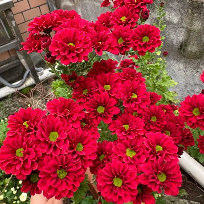 【红梅小菊】小菊花多季节开花室内室外地栽盆栽阳台庭院花期长家庭