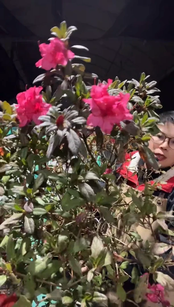 日舞杜鹃2加仑大苗