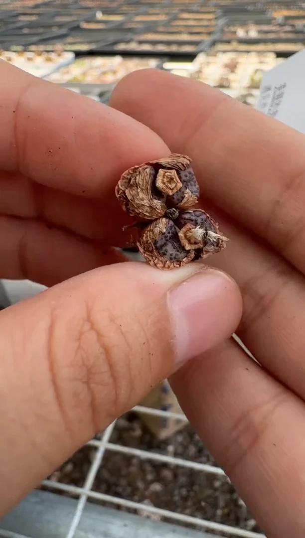 10-28多肉植物肉锥