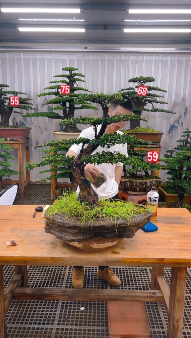 无花朵精品盆景直播间一物一拍