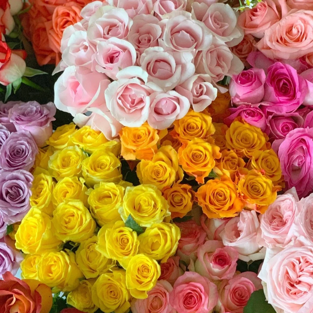 【禾韵S级】65-70CM玫瑰10支+陪草自有基地鲜切花花束鲜花花材花卉