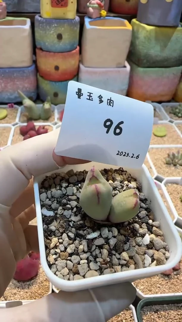 【闪购商品】25.2.6-96朝花夕拾