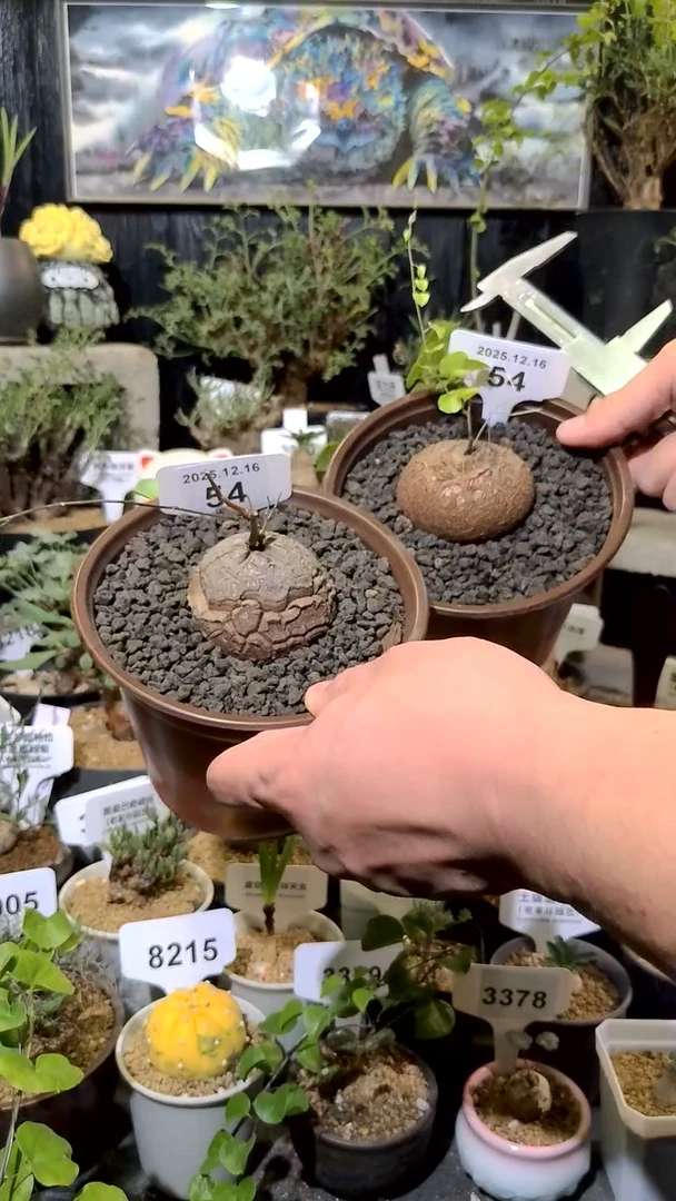 54号1216福利南非龟甲龙买一送一