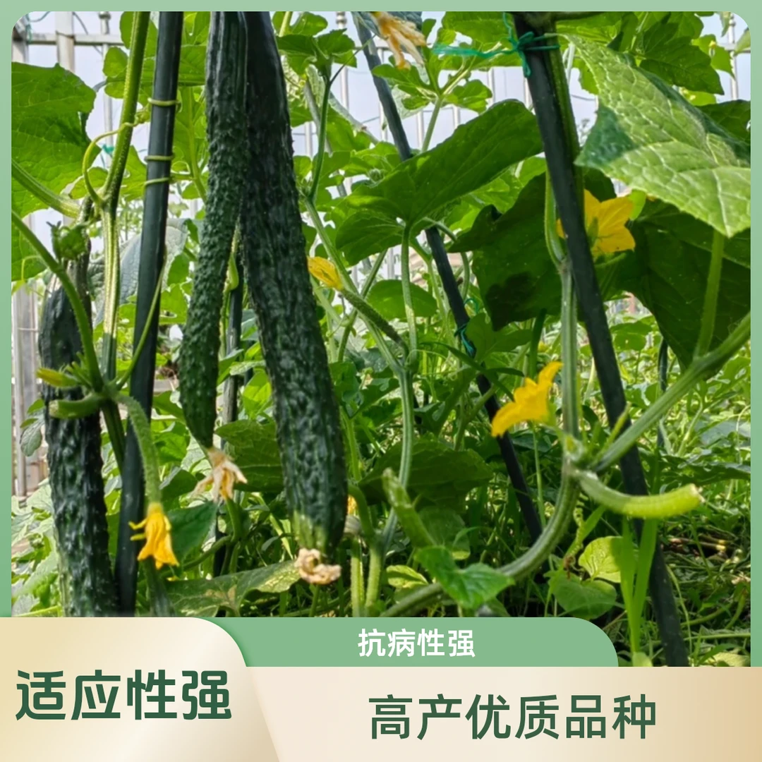 农场专供生态种植黄瓜（5斤）装可嫩凉拌炒菜绿心更鲜嫩新鲜黄瓜同城送黄瓜同城配