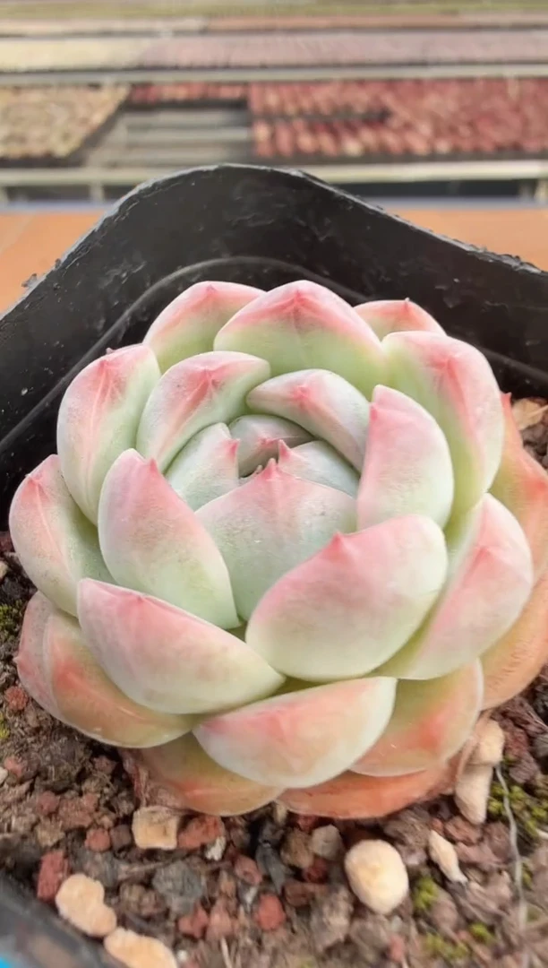 东云多肉园二店-717