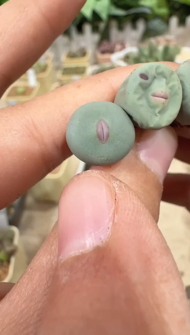 后*28-155多肉植物肉锥