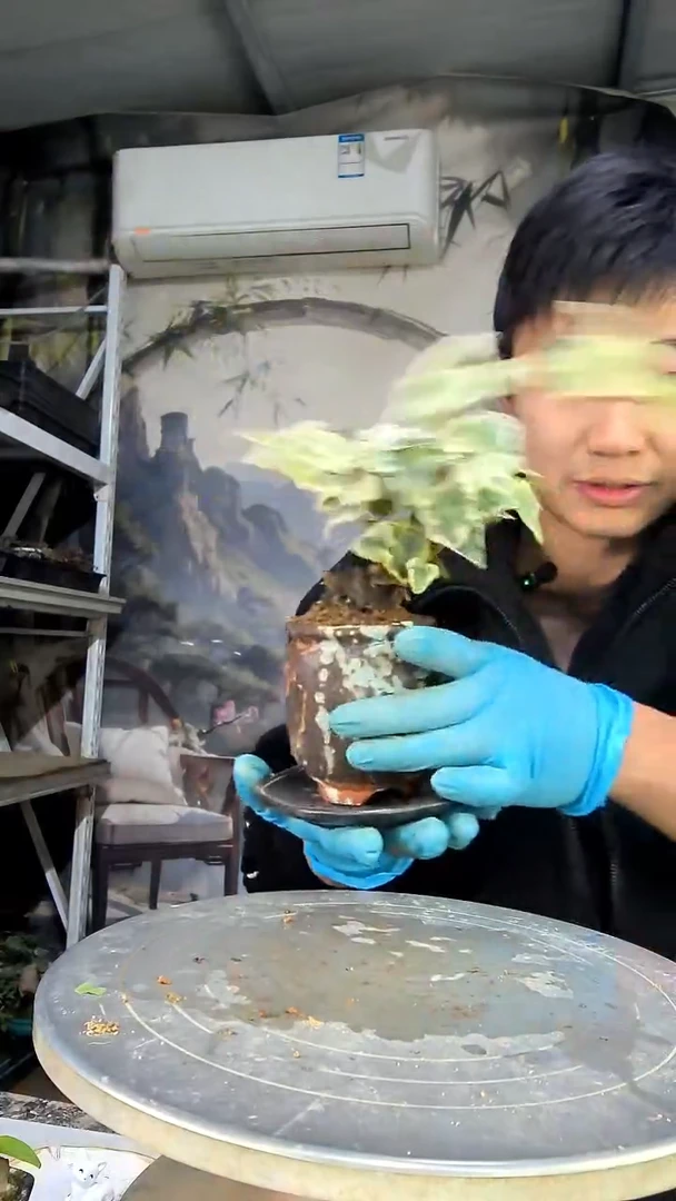 兜***?中青园艺一物一拍花71