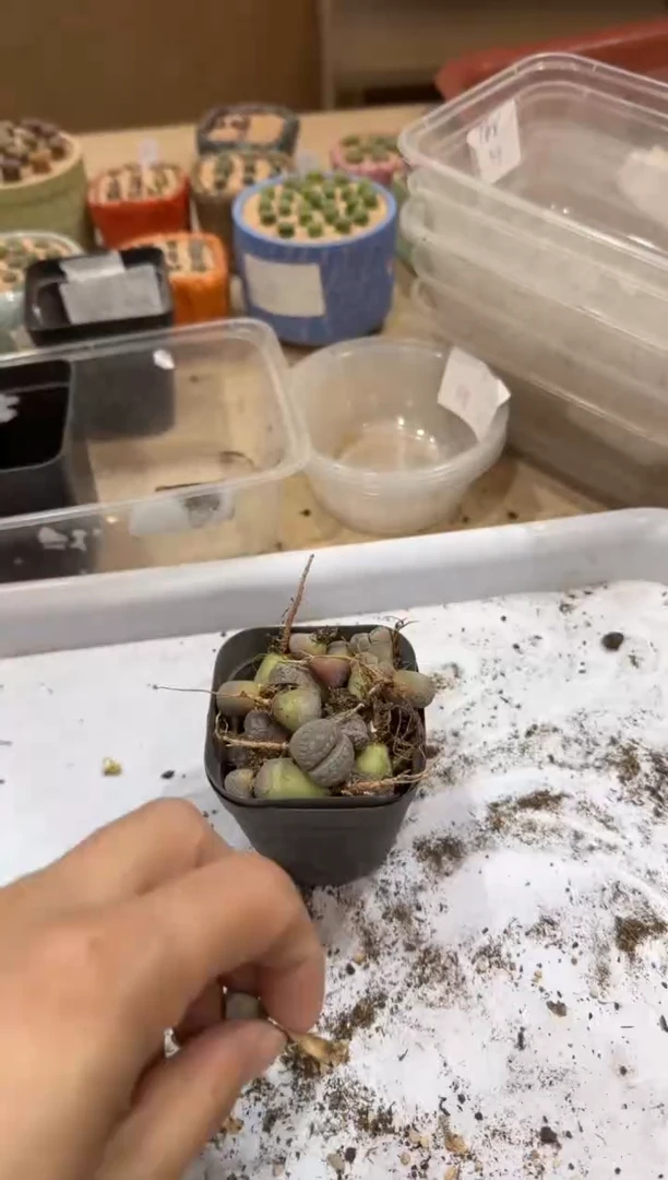 14-388多肉植物肉锥