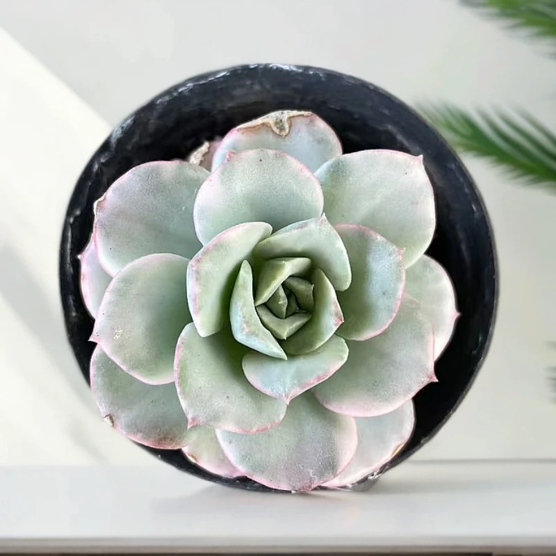 （妮可沙拉锦)  【满9.9包邮】 多肉阳台植物