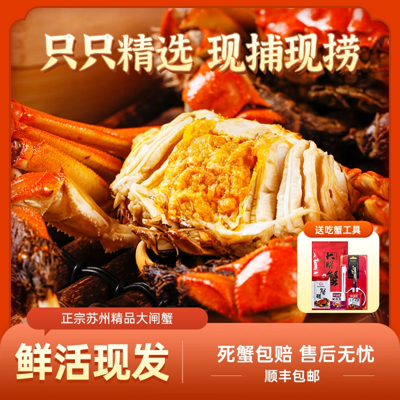 【活蟹】苏州精品大闸蟹全母蟹4.3~4.0两8只赠2只共10只装 顺丰冷链