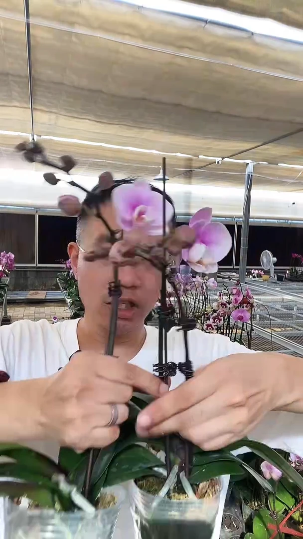 1棵梦幻情人闪拍