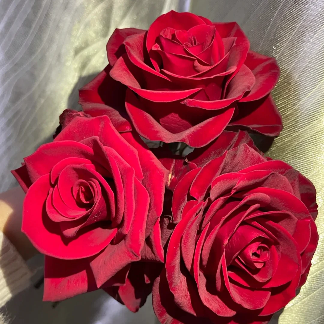 【初见花园】高原红 扦插1加仑 切花月季浓香大花抗病庭院盆栽玫瑰