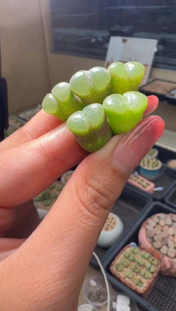 1-79多肉植物肉锥风铃一颗