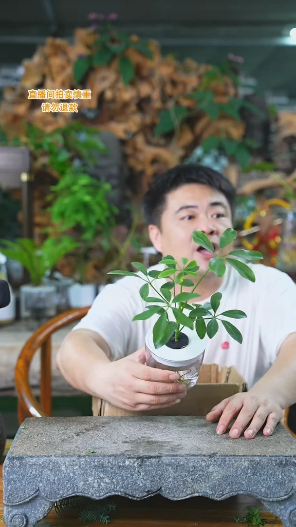 当前无花栽培后可以开花鸭脚木247H+