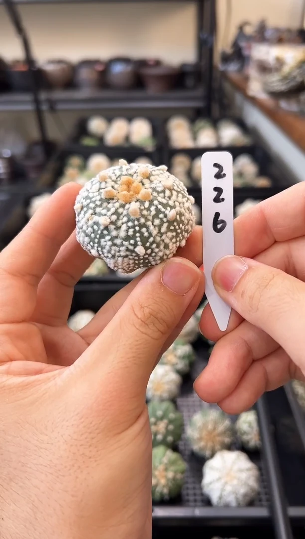 海星毛羽立不含盆土编码226