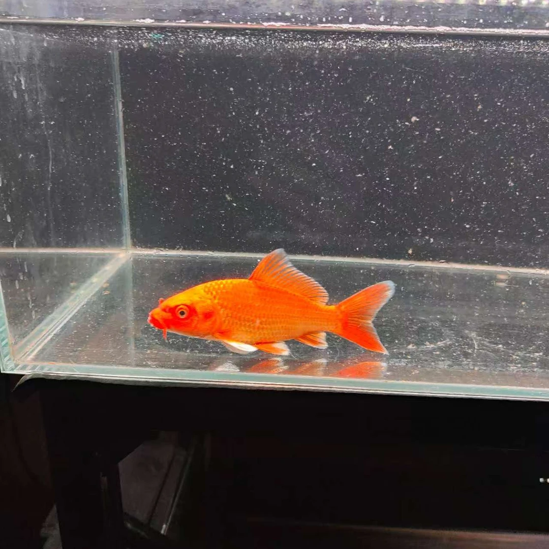 精品蝴蝶鲤只做高端货