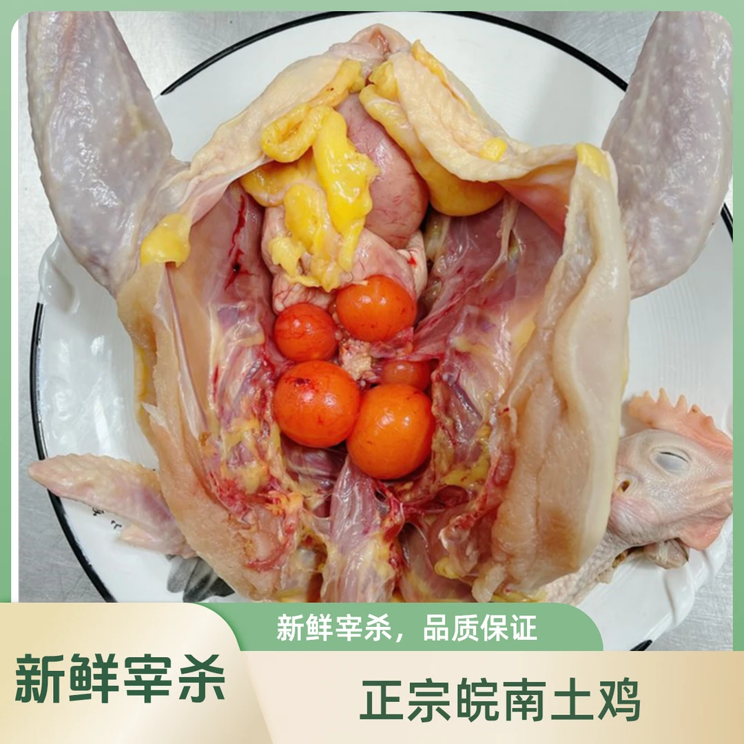 （母鸡）九华山皖南土鸡 跑山鸡 适合炖汤 红烧2斤以上/只