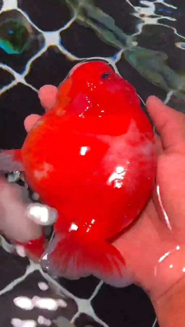 金鱼（运费到付，马印灯下展示）福州追鱼兰寿金鱼