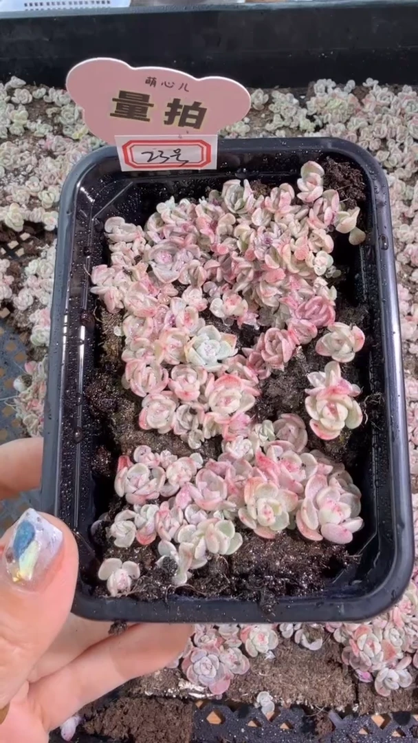 糖23号 切糕1盒 量拍多肉植物