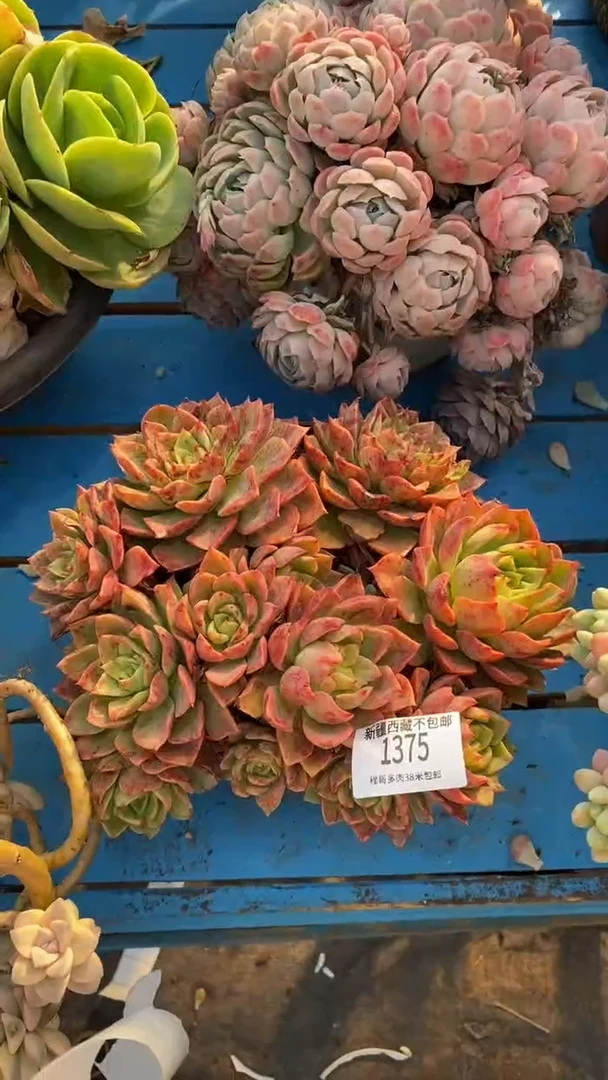 【闪购商品】1375贝拉