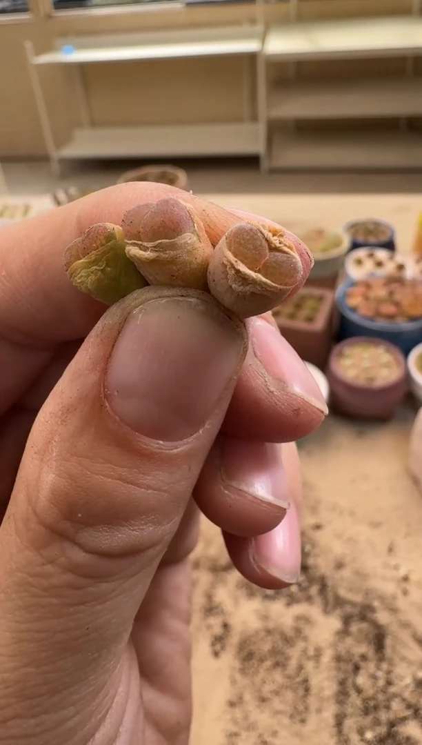 疯狂的多肉石头30-70.粉兔子一颗