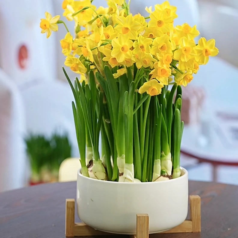 【年宵花】漳州龙袍金水仙花种球带花苞带盆发货特大级高档开花浓香