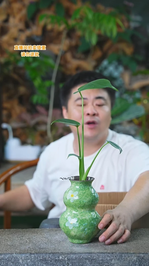 当前无花栽培后可以开花龟背葫芦瓶绿色184+
