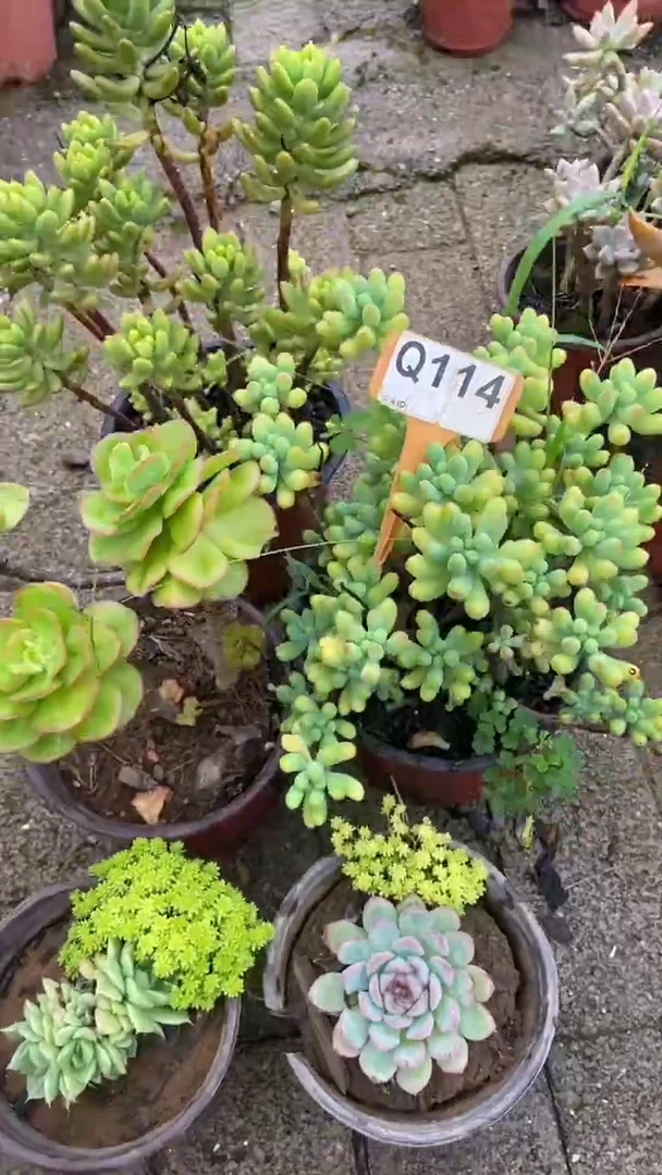 Q114多肉组合默认脱土发货