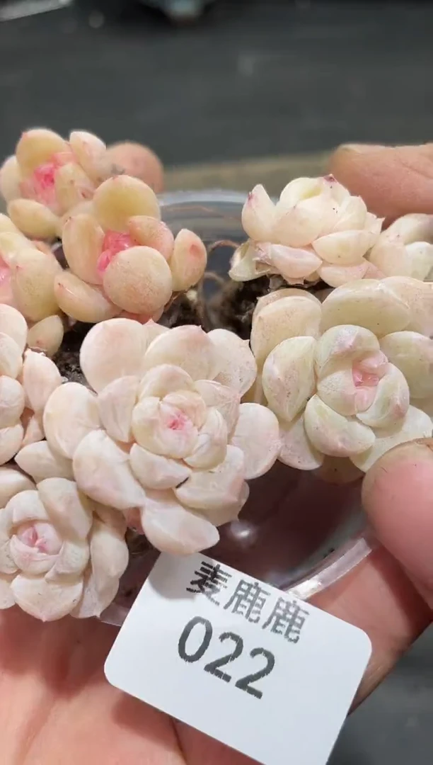 022香香雪系列   3群个体不相同    量拍