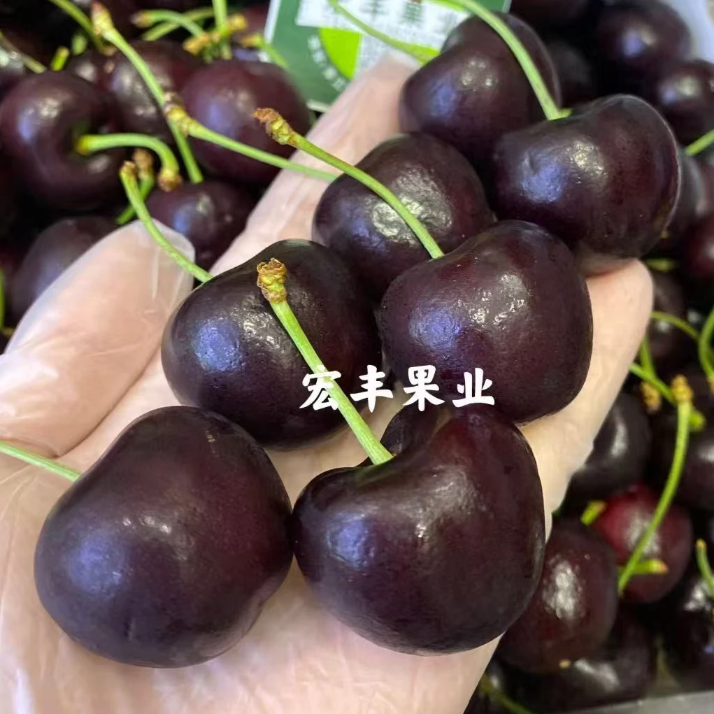 海运智利车厘子4J 1斤  内附果径卡智利