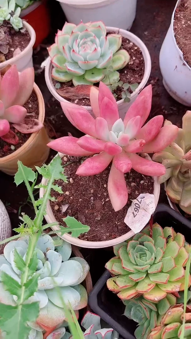 小***?07067多肉植物一物一拍