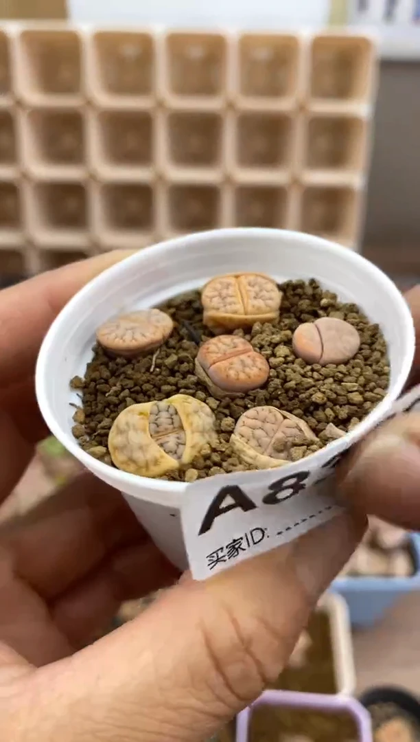 【闪购商品】8350直播一物一拍