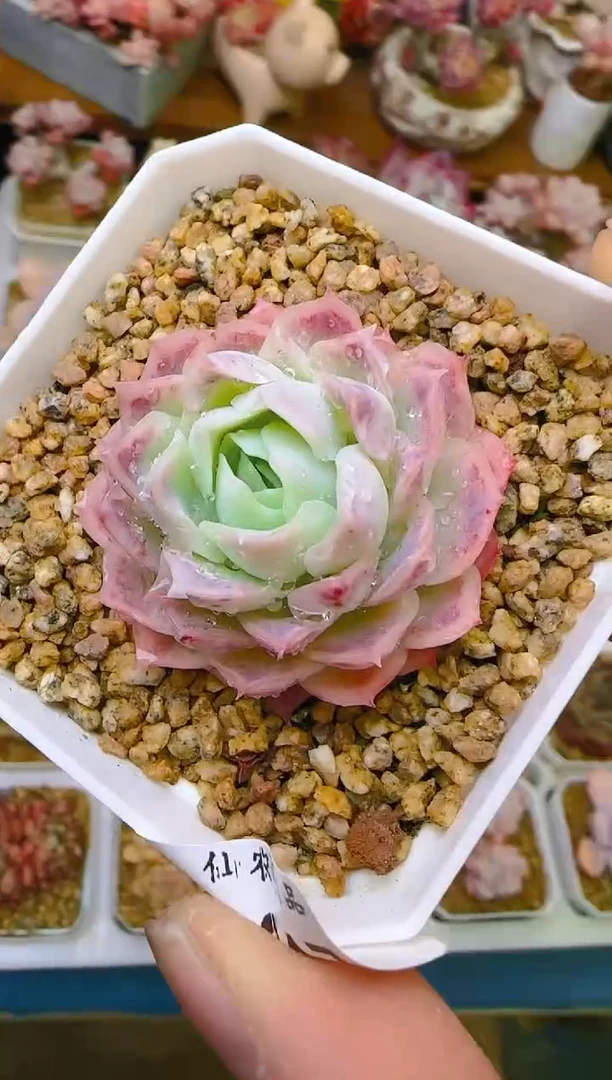 【闪购商品】凭—917—仙农（月影）