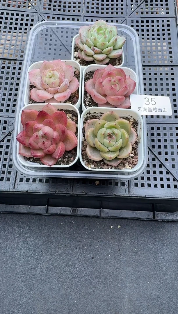 珍妮杂交多肉多肉35