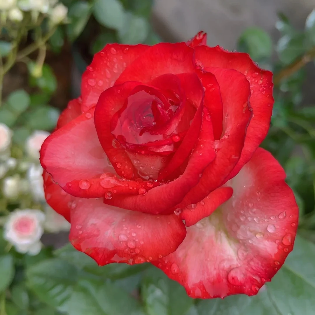 新品切花胭脂扣灌木直立花期长切花盆栽地载阳台庭院绿植花卉月季