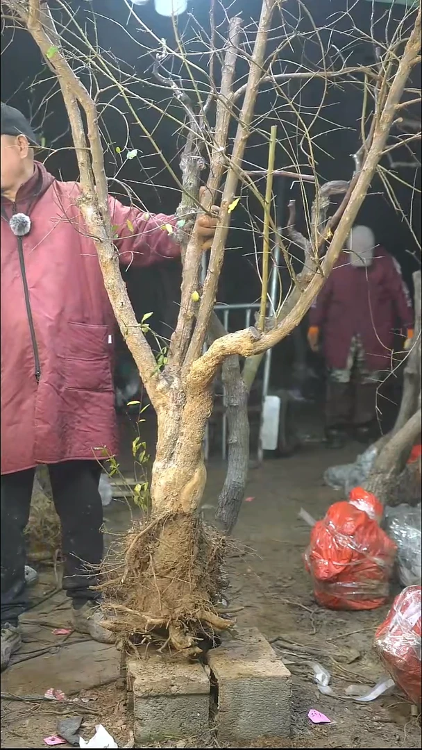 完全开放枣树041