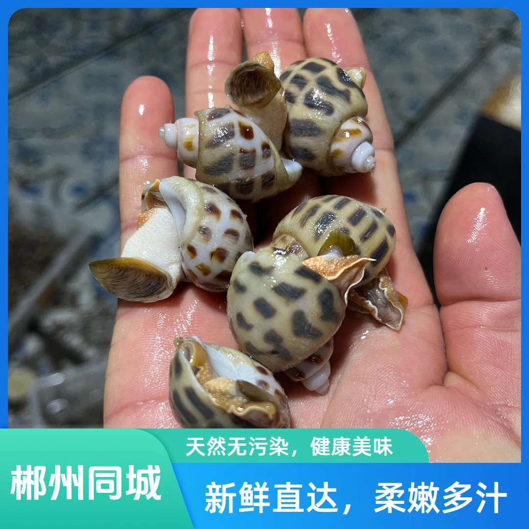特大花螺 肉嫩Q弹爽脆