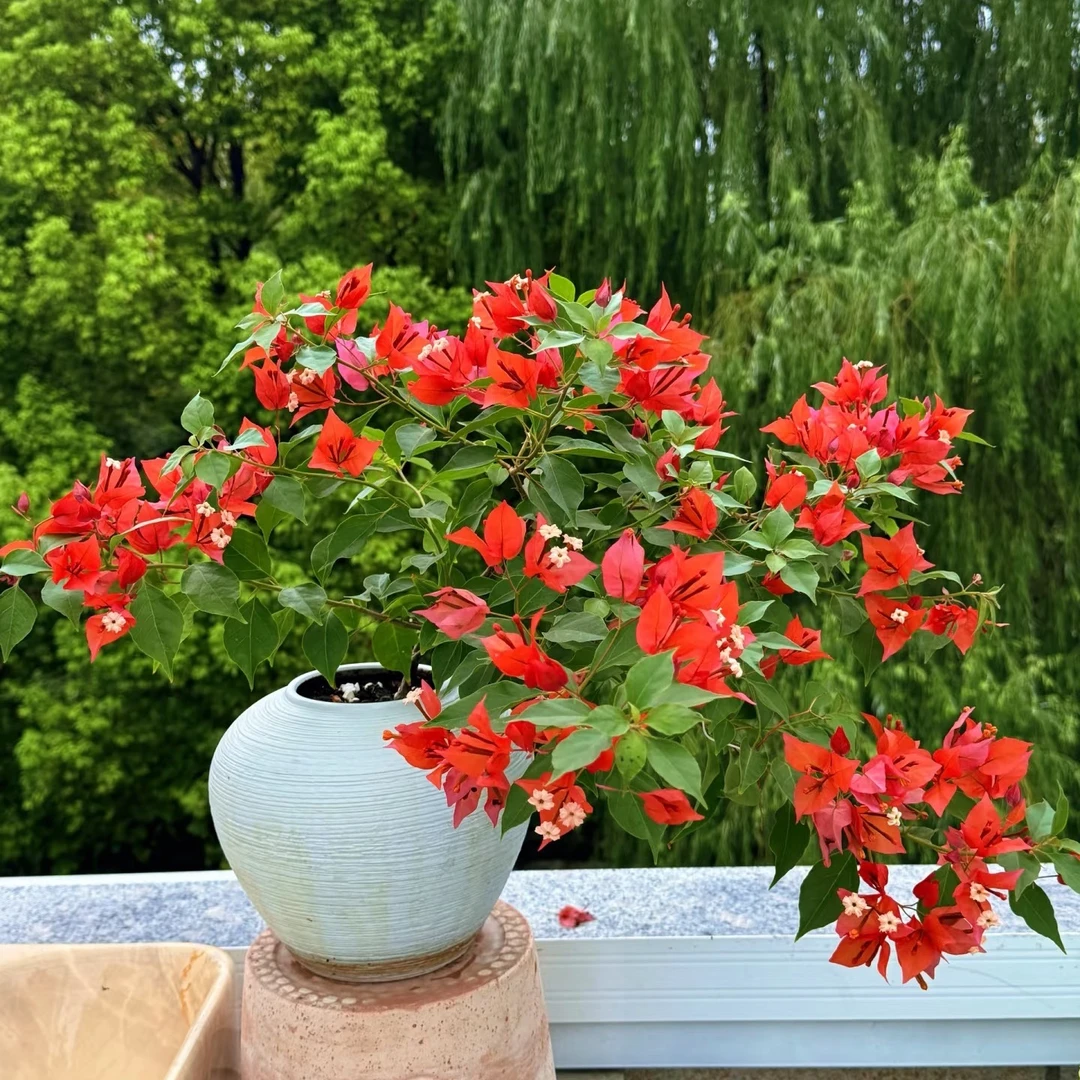 【热火桑巴】超稀有系列勤花三角梅带花可飘枝可造型原盆原土有根系