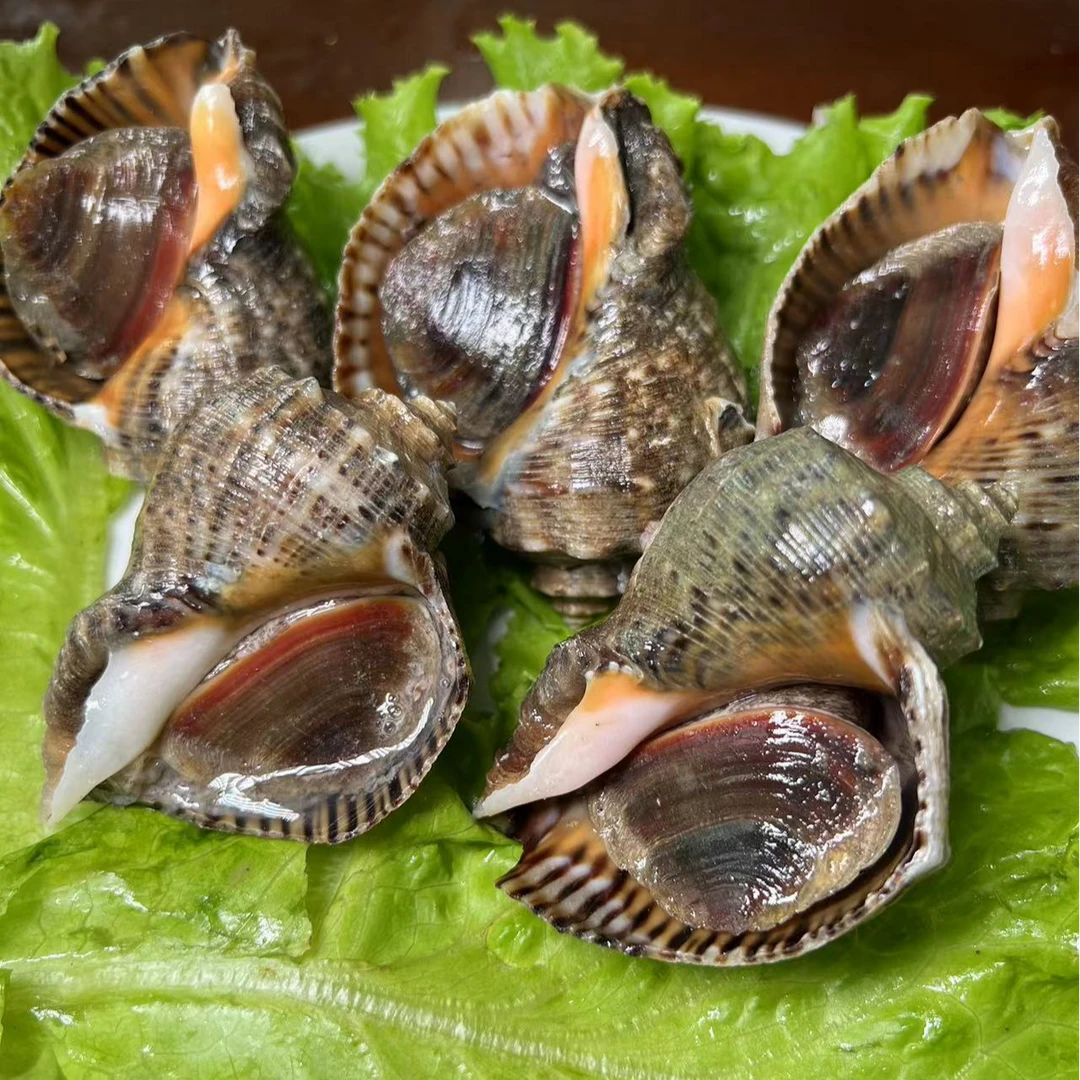 大号海螺3斤（4-5头/斤）