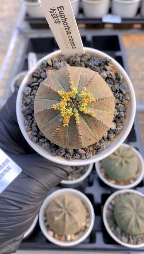 【闪购商品】布纹球FA-8860