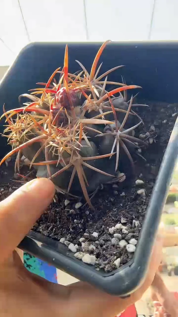 大红鹰带花苞45.99