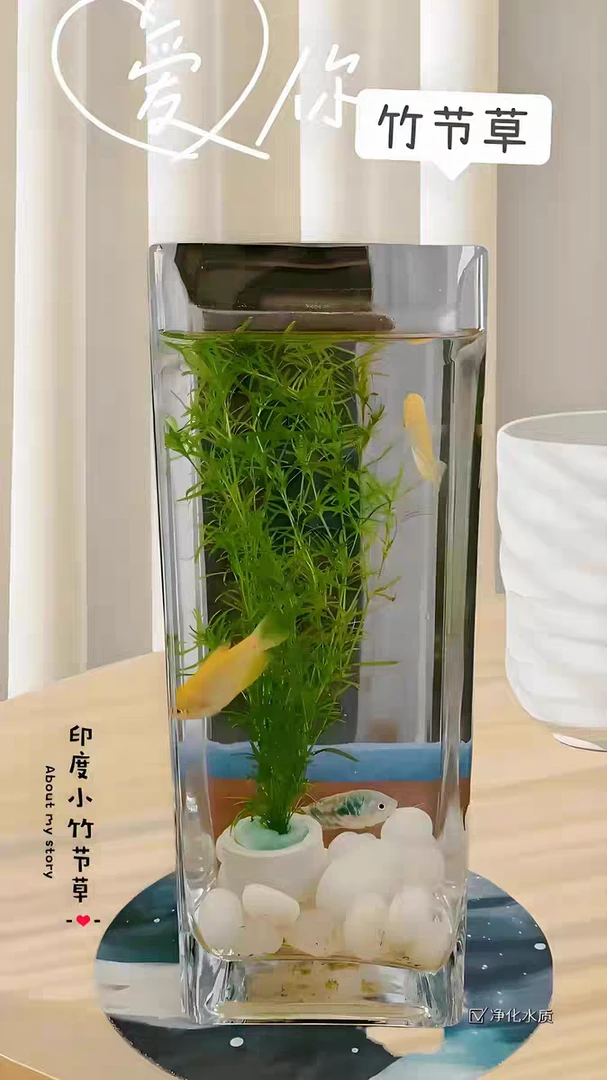 印度小竹节竹节草好养耐活水榕活体养龟真水草水族箱鱼缸造景装饰