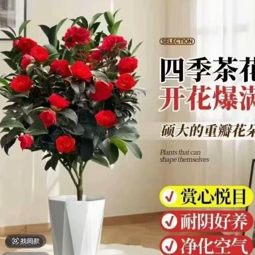 【50CM-60CM】红茶山茶花带花苞浓香型室内外盆栽好养四季可养