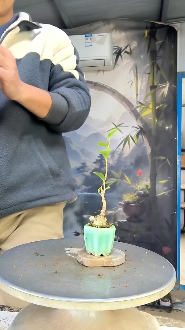 尘***忆中青园艺一物一拍花169